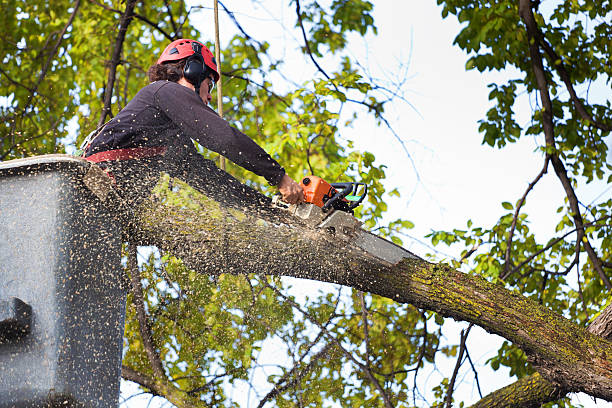 Best Fruit Tree Pruning  in Calhoun Falls, SC