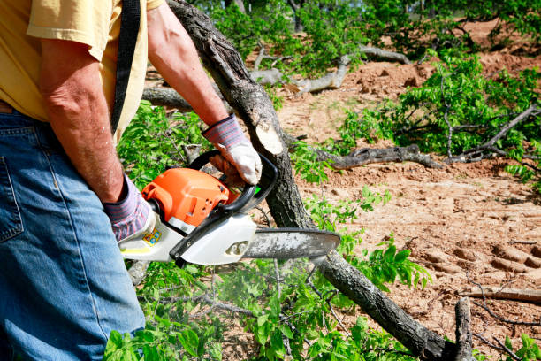 Why Choose Our Tree Removal Services in Calhoun Falls, SC?